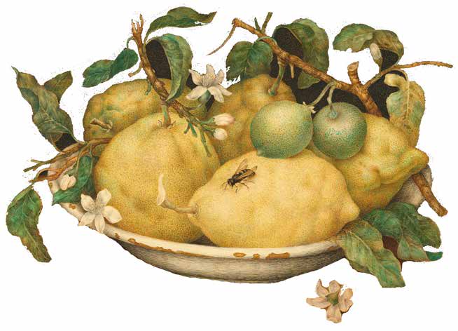 Lemon Bowl Still Life